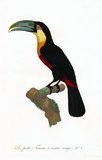 The Toucan is a colorful, gregarious forest bird found from Mexico to Argentina, known for its enormous and colorful bill. They have red, yellow, blue, black or orange plumage, often in vivid patterns, and feed on fruit and berries. They nest in holes in trees, laying 2-4 glossy white eggs that are incubated by both parents.<br/><br/>

In Central and South America, the Toucan is associated with evil spirits, and can be the incarnation of a demon. But the Toucan can also be a tribal totem and indigenous medicine men can use it as an incarnation to fly to the spirit world.<br/><br/>

Paintings from: 'Natural History of Birds of Paradise and Rollers, Toucans and Barbus' - François Levaillant, Jacques et al Barraband, Paris, 1806.
