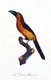 South & Central America: Early 19th century hand-painted illustration of various species of Toucan