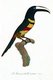 South & Central America: Early 19th century hand-painted illustration of various species of Toucan